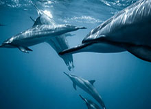 关键截图曝光|涉及p站入口,这篇够用了(重要提醒)